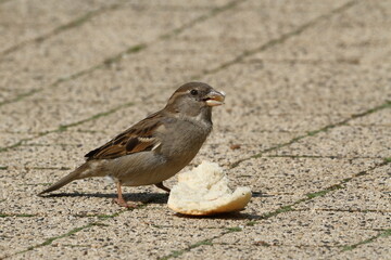 Sparrow eating some bread