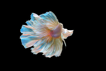 bettafish isolated on black