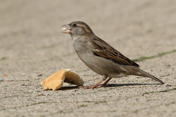 Sparrow eating some bread