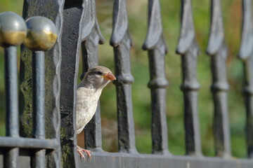 Sparrow sitting on the steel fence