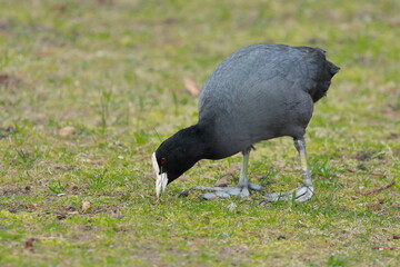 Coot pecking the grass