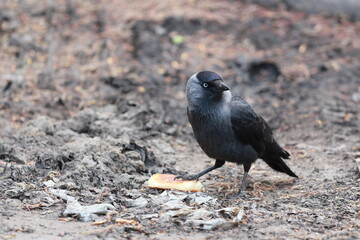 Jackdaw standing on the ground with some food