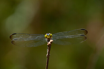 Dragonflies aka Damselflies on Unique Place