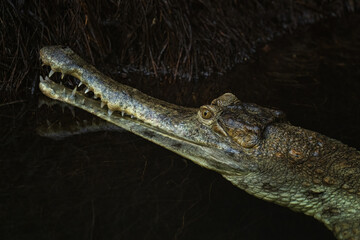 African Slender-snouted Crocodile - Mecistops cataphractus, potrait of crocodile from African rivers and lakes, Tanzania.