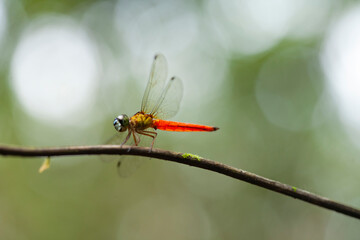 Dragonflies aka Damselflies on Unique Place
