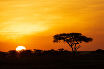 Plakat Sonnenuntergang in Serengeti vor Baum