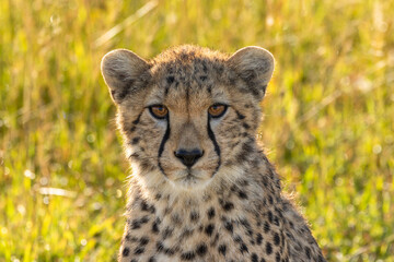 Gepardenkopf closeup © Robert Kdot