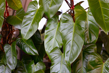Philodendron majesty, beautiful black leaves