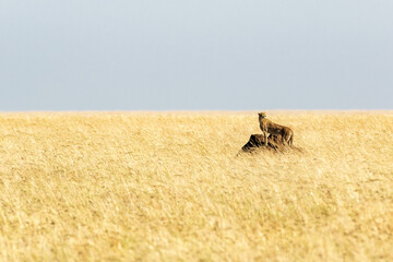 Gepard beobachtet auf Hügel © Robert Kdot