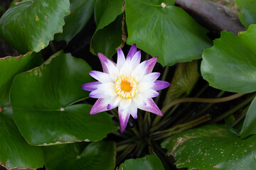 Nymphaea lotus flower with leaves, Beautiful blooming water lily