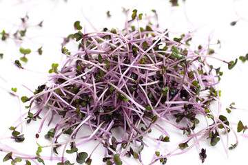 Organic red cabbage sprouts on white background.