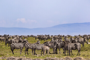 Zebras im großen Rudel