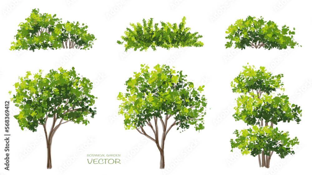 Wall mural vector watercolor of tree side view isolated on white background for landscape and architecture draw