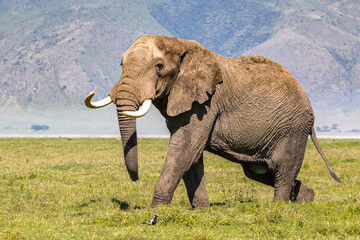 Elefant im Ngorongoro-Krater
