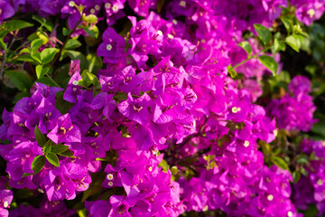 Beautiful bougainvillea flowers with green leaves