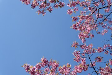 pink sakura blossom,beautiful pink flowers or king tiger tree. 