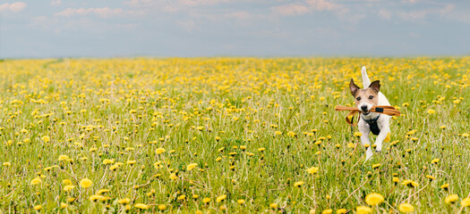 Spring season panoramic background with dog holding in mouth its leash running through blossoming field of yellow dandelion flowers - obrazy, fototapety, plakaty