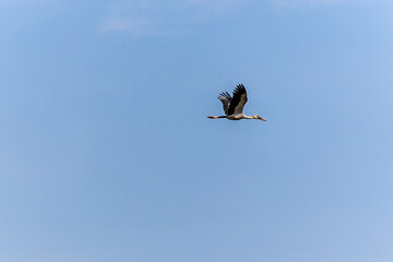 An asian open-bill stork flying on blue sky.