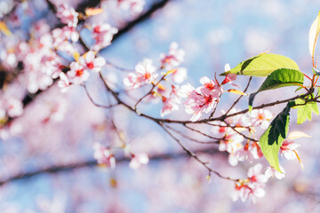 Obraz premium sakura japan in laos pdr at phonesavanh district, Xiengkhouang province