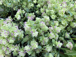 Hop Oregano, Origanum rotundifolium