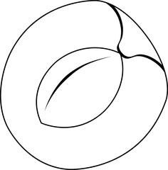 vector illustration of apricot, half apricot with a stone, summer fruits, healthy and organic food, doodle and sketch style