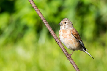 Common Linnet (Carduelis cannabina)