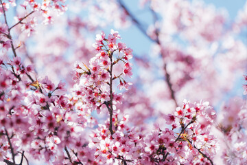 sakura japan in laos pdr at phonesavanh district, Xiengkhouang province