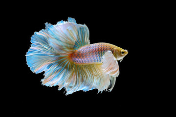 bettafish on black background