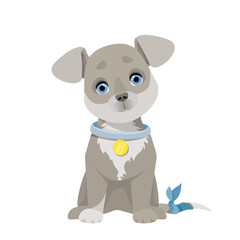 Obraz na płótnie Canvas Little gray puppy with a bandaged tail