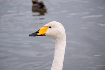 Whooper swans in the lake, Hyoko, Niigata, Japan