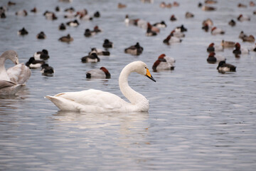 Whooper swans in the lake, Hyoko, Niigata, Japan