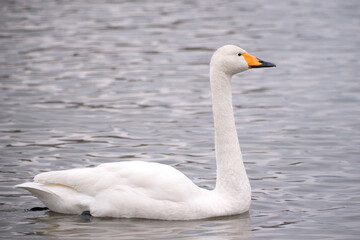 Fototapeta premium Whooper swans in the lake, Hyoko, Niigata, Japan