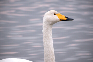 Obraz premium Whooper swans in the lake, Hyoko, Niigata, Japan