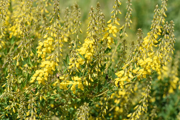 Goose clover, Cytisus nigricans