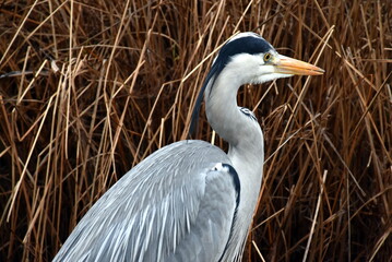 Kopf eines Reihers im Profil