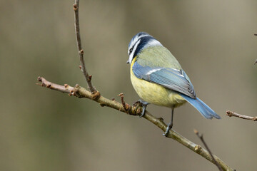 Fototapeta premium Blaumeise&nbsp;(Cyanistes caeruleu)