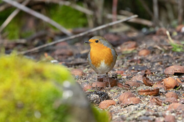 Rotkehlchen (Erithacus rubecula)