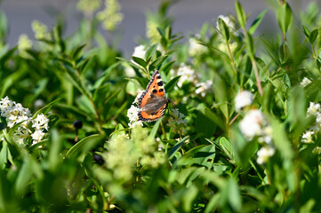 Fototapeta na wymiar Little tortoiseshell butterfly on plant in nature