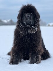 Newfoundland dog portrait on snow.