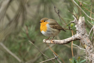 Rotkehlchen (Erithacus rubecula)