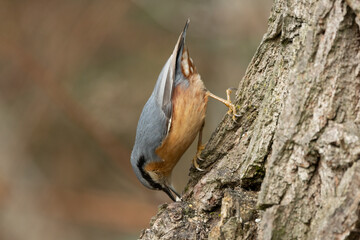 Kleiber (Sitta europaea)