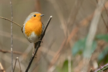 Rotkehlchen (Erithacus rubecula)