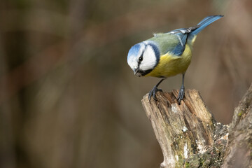 Blaumeise (Cyanistes caeruleu)