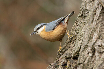 Kleiber (Sitta europaea)