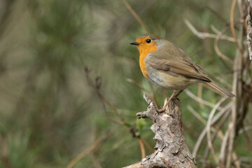 Rotkehlchen (Erithacus rubecula)