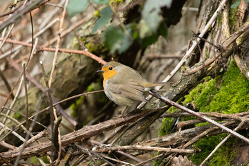 Rotkehlchen (Erithacus rubecula)