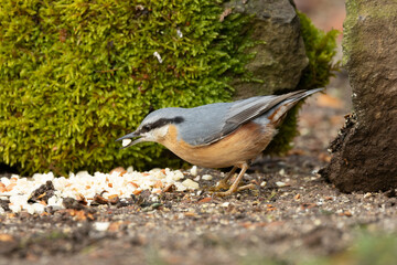 Kleiber (Sitta europaea)