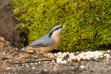 Kleiber (Sitta europaea)