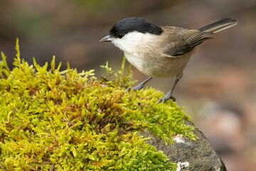 Obraz premium Sumpfmeise oder Nonnenmeise (Poecile palustris)