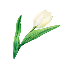 White tulip flower in watercolor. Hand-drawn botanical illustration